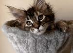 Nova - Maine Coon Cat For Sale - Joplin, MO, US