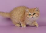 Candy - British Shorthair Cat For Sale - Miami, FL, US