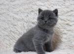 Obelix - British Shorthair Cat For Sale - Norwalk, CT, US