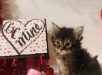 Loki - Maine Coon Cat For Sale - Joplin, MO, US