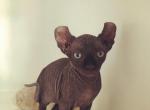 Mr Vega Luna X Santiago European Genetics Elf Ears - Sphynx Cat For Sale - Andover, CT, US