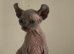 Jessie   Luna X Santiago - Sphynx Cat For Sale - Andover, CT, US