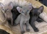 Persia   Luna  X  Santiago - Sphynx Cat For Sale - Andover, CT, US