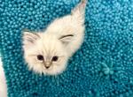 Ragdoll Kittens    All reserved - Ragdoll Cat For Sale - Bettendorf, IA, US