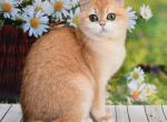 Wilma - British Shorthair Cat For Sale - Brooklyn, NY, US