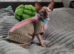 Lily - Sphynx Cat For Sale - Pembroke Pines, FL, US