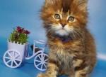 Esta Reini - Maine Coon Cat For Sale - Brooklyn, NY, US