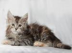 Queen of Hearts - Maine Coon Cat For Sale - Brooklyn, NY, US