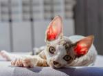 Elisey - Devon Rex Cat For Sale - Brooklyn, NY, US