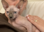 Anastasia - Sphynx Cat For Sale - Brooklyn, NY, US