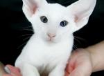 Donatella - Oriental Cat For Sale - Brooklyn, NY, US