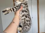 Bengal Kitten Pink collar - Bengal Cat For Sale - Beach Park, IL, US