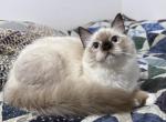 Coriander - Ragdoll Cat For Sale - Tuscaloosa, AL, US