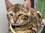 Fendi - Bengal Cat For Sale - Miami, FL, US