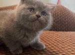 Bella - Scottish Straight Cat For Sale - Houston, TX, US