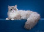 Fast  sale cheap - Siberian Cat For Sale - New York, NY, US