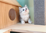 bubble - Munchkin Cat For Sale - Staten Island, NY, US