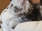 Amur - Maine Coon Cat For Sale - Fairfax, VA, US