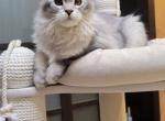 Arisha - Maine Coon Cat For Sale - Fairfax, VA, US