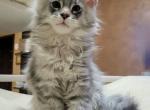 Archi - Maine Coon Cat For Sale - Fairfax, VA, US