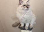 Wegas - Siberian Cat For Sale - North Port, FL, US