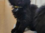 Midnight Male Maine Coon - Maine Coon Cat For Sale - Waukesha, WI, US