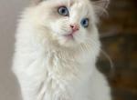 blue bicolor 4 - Ragdoll Cat For Sale - Fontana, CA, US