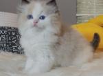 Seal bicolor Boy Discounted - Ragdoll Cat For Sale - Fontana, CA, US