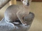 Lilac Female - Sphynx Cat For Sale - Hemet, CA, US