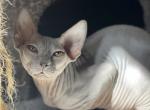 Blue Male - Sphynx Cat For Sale - Hemet, CA, US