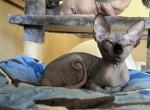 Black Female - Sphynx Cat For Sale - Hemet, CA, US