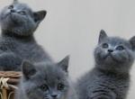 Blue kitten - Scottish Straight Cat For Sale - Orlando, FL, US