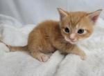 Male nonstandard minuet - Minuet Cat For Sale - Sullivan, MO, US