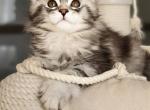 Amur - Maine Coon Cat For Sale - Charlotte, NC, US