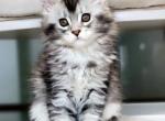 Arisha - Maine Coon Cat For Sale - Charlotte, NC, US