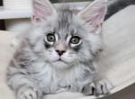 Archi - Maine Coon Cat For Sale - Charlotte, NC, US