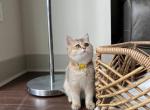 Murlis - British Shorthair Cat For Sale - Charlotte, NC, US