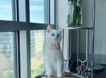 Murlik - Brazilian Shorthair Cat For Sale - Charlotte, NC, US