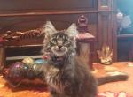 Maybell - Maine Coon Cat For Sale - Crestview, FL, US