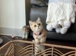 Dana - British Shorthair Cat For Sale - Charlotte, NC, US