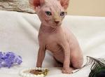 Frosty - Sphynx Cat For Sale - Mundelein, IL, US