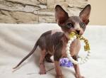 Pikachu - Sphynx Cat For Sale - Mundelein, IL, US