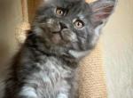 Happy house Geisha - Maine Coon Cat For Sale - Brooklyn, NY, US