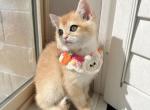 Golden Boy NY12 B - British Shorthair Cat For Sale - Fontana, CA, US