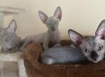 Sphynx kittens - Sphynx Cat For Sale - Hemet, CA, US