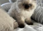 nela - Himalayan Cat For Sale - Mount Prospect, IL, US