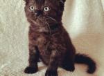 Scottish Fold chocolate male - Scottish Fold Cat For Sale - Orlando, FL, US