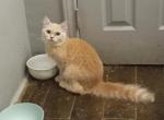 Kumi - Persian Cat For Sale - Richardson, TX, US