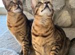 Bonded Brothers Johnny & Duke - Cheetoh Cat For Sale - 