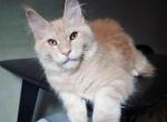 Philip - Maine Coon Cat For Sale - Brooklyn, NY, US